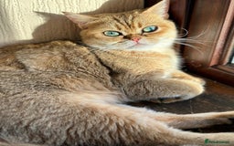 British Shorthair cats for sale: Chunky British shorthair  - Advert 25