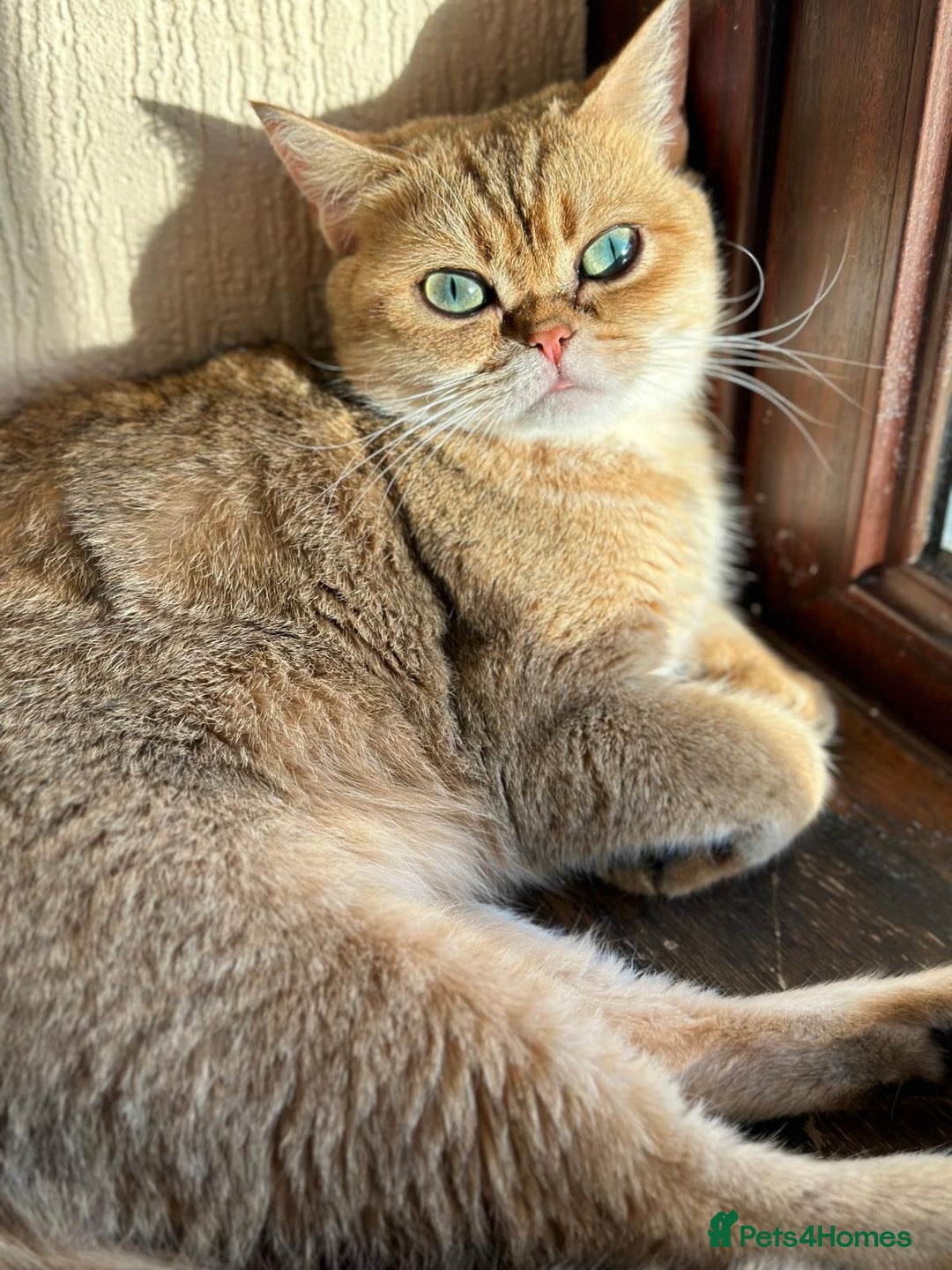 British Shorthair cats for sale: Chunky British shorthair  - Advert 25