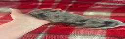 Pomchi dogs for sale: Pomchi Puppies - Advert 11