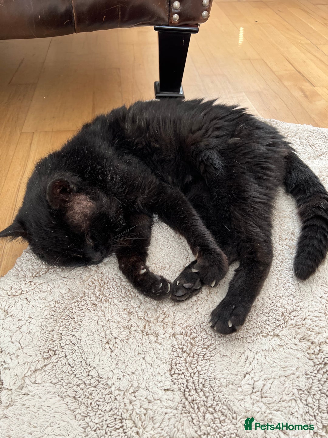 British Shorthair cats for sale: Lovely Elderly Cat - Image 5