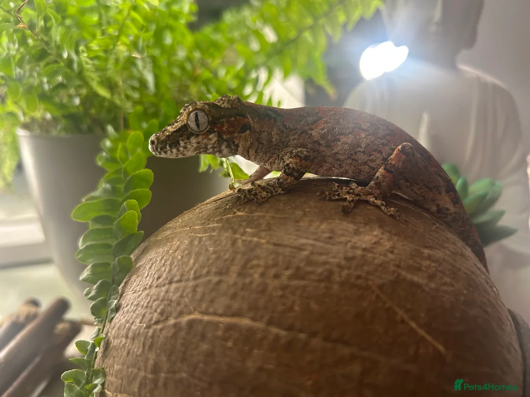 Mixed Breed reptiles for sale: various geckos! - Advert 1