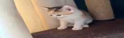 Domestic Shorthair cats for sale: Cute little fluffy kittens for sale  in Birmingham - Advert 10