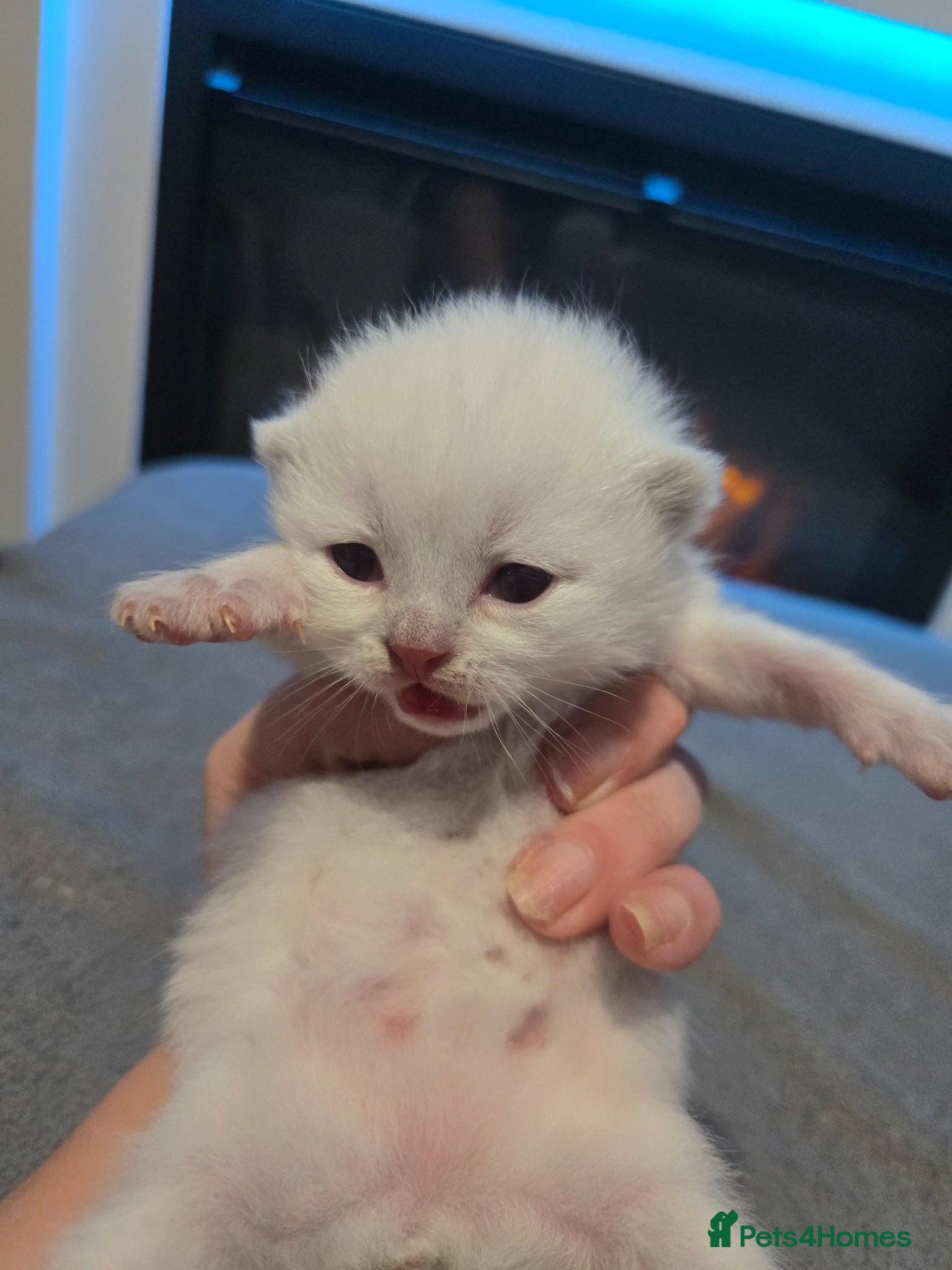 British Shorthair cats  British shorthair kittens. - Advert 4