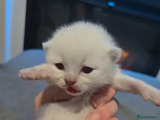 British Shorthair cats British shorthair kittens. - Advert 4