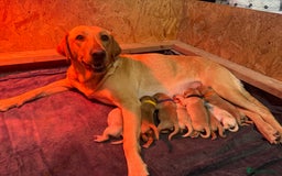 Labrador Retriever dogs for sale: Labrador puppy for Christmas? Dog for life - Image 1