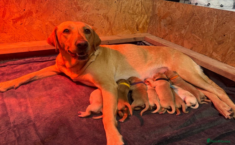 Labrador Retriever dogs - Advert 2