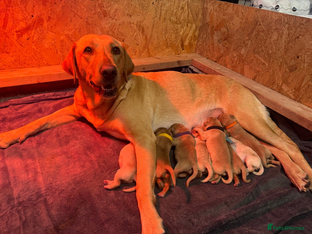 Labrador Retriever dogs for sale: Labrador puppy for Christmas? Dog for life - Image 1