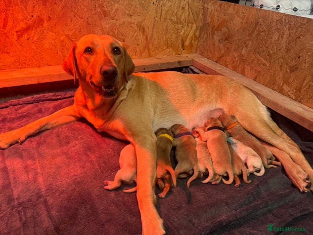 Labrador Retriever dogs - Advert 10