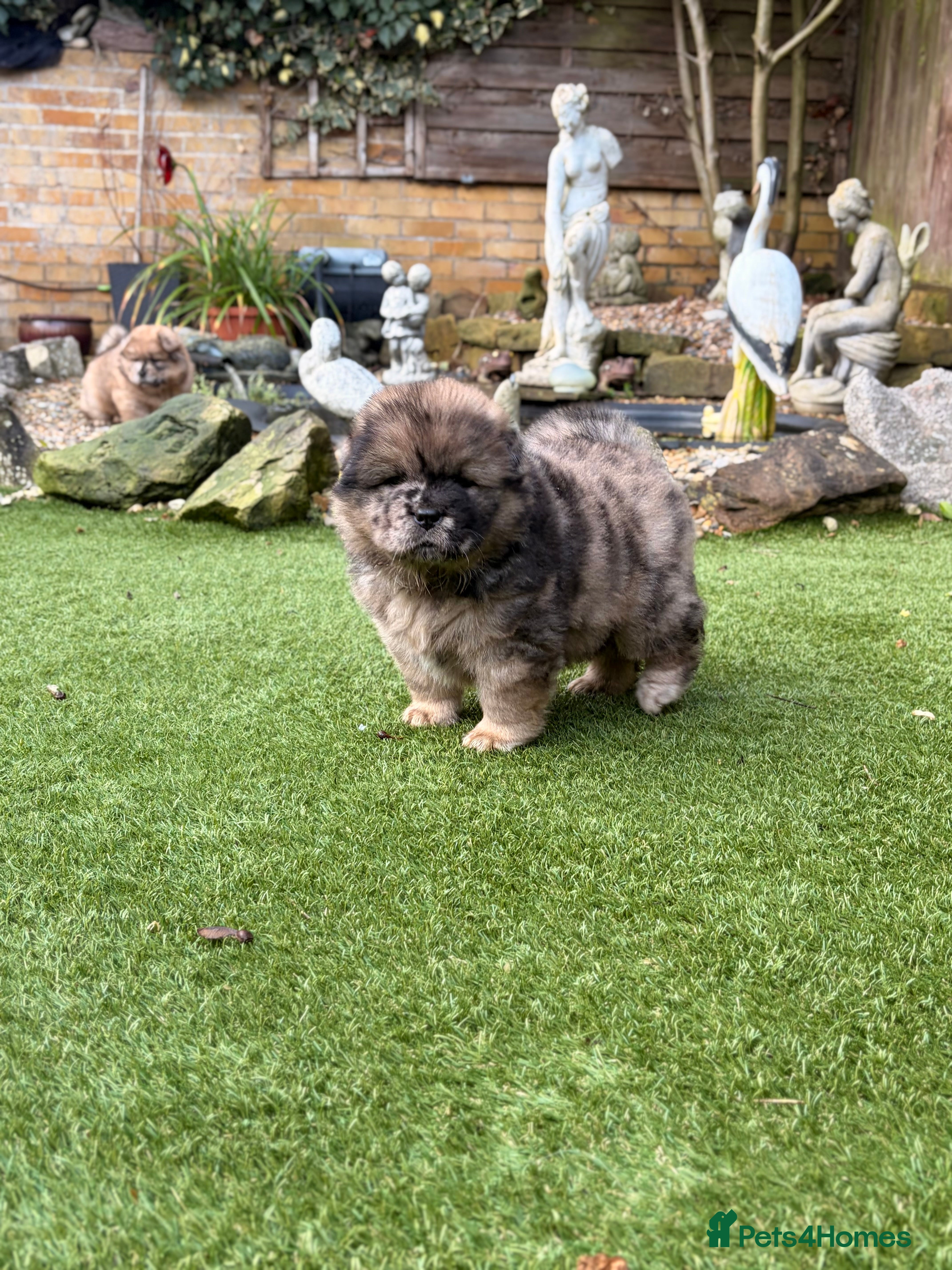 Chow Chow dogs Chowchow Puppies ready 08/02 - Advert 2