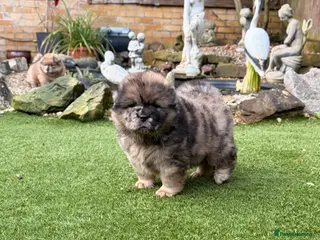 Chow Chow dogs Chowchow Puppies ready 08/02 - Advert 2
