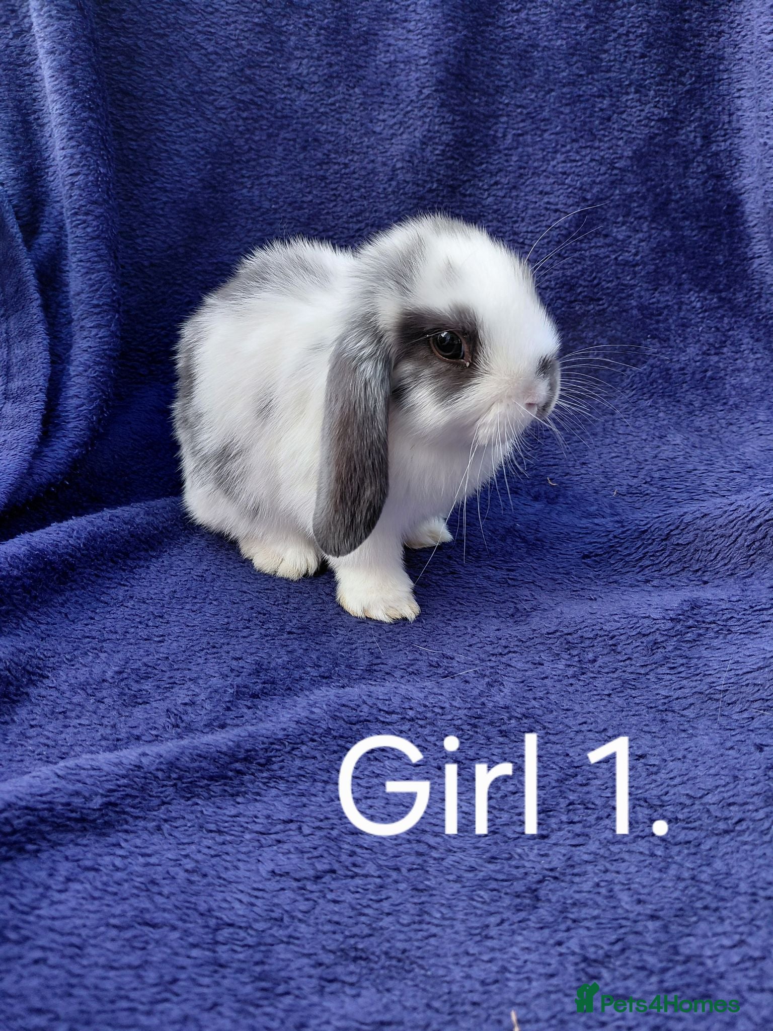 Mini Lop rabbits Mini lop babies  - Advert 2