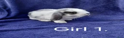 Mini Lop rabbits for sale: Mini lop babies  - Advert 1