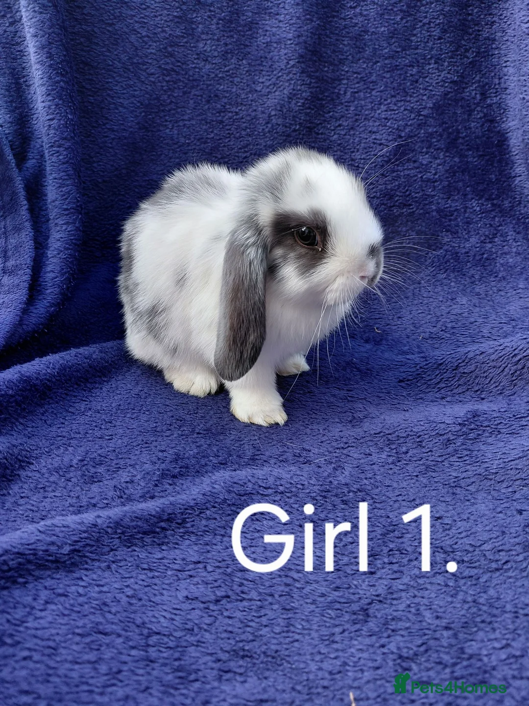 Mini Lop rabbits for sale: Mini lop babies  - Advert 1