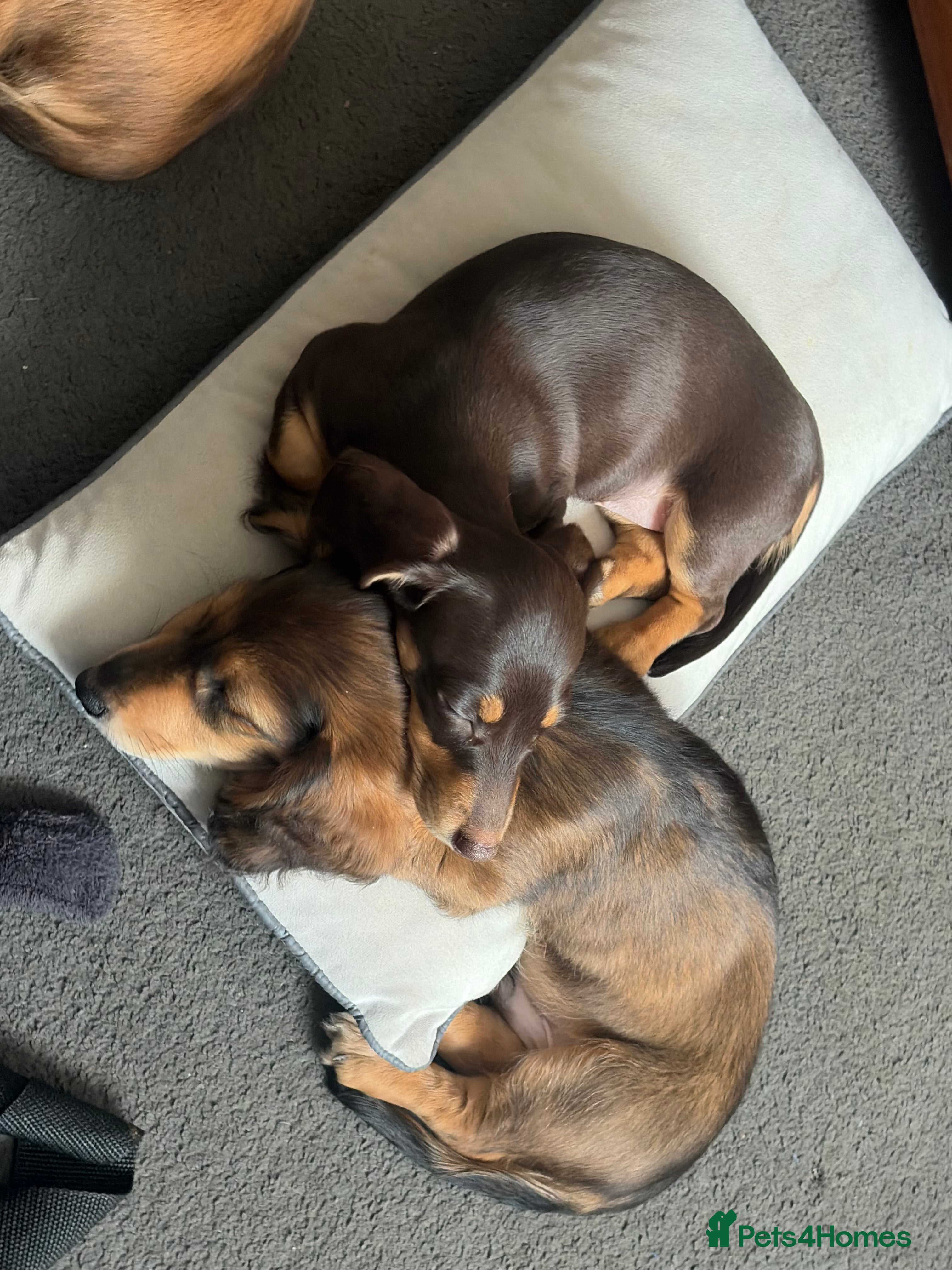 Miniature Dachshund dogs Miniature dachshund - Advert 9