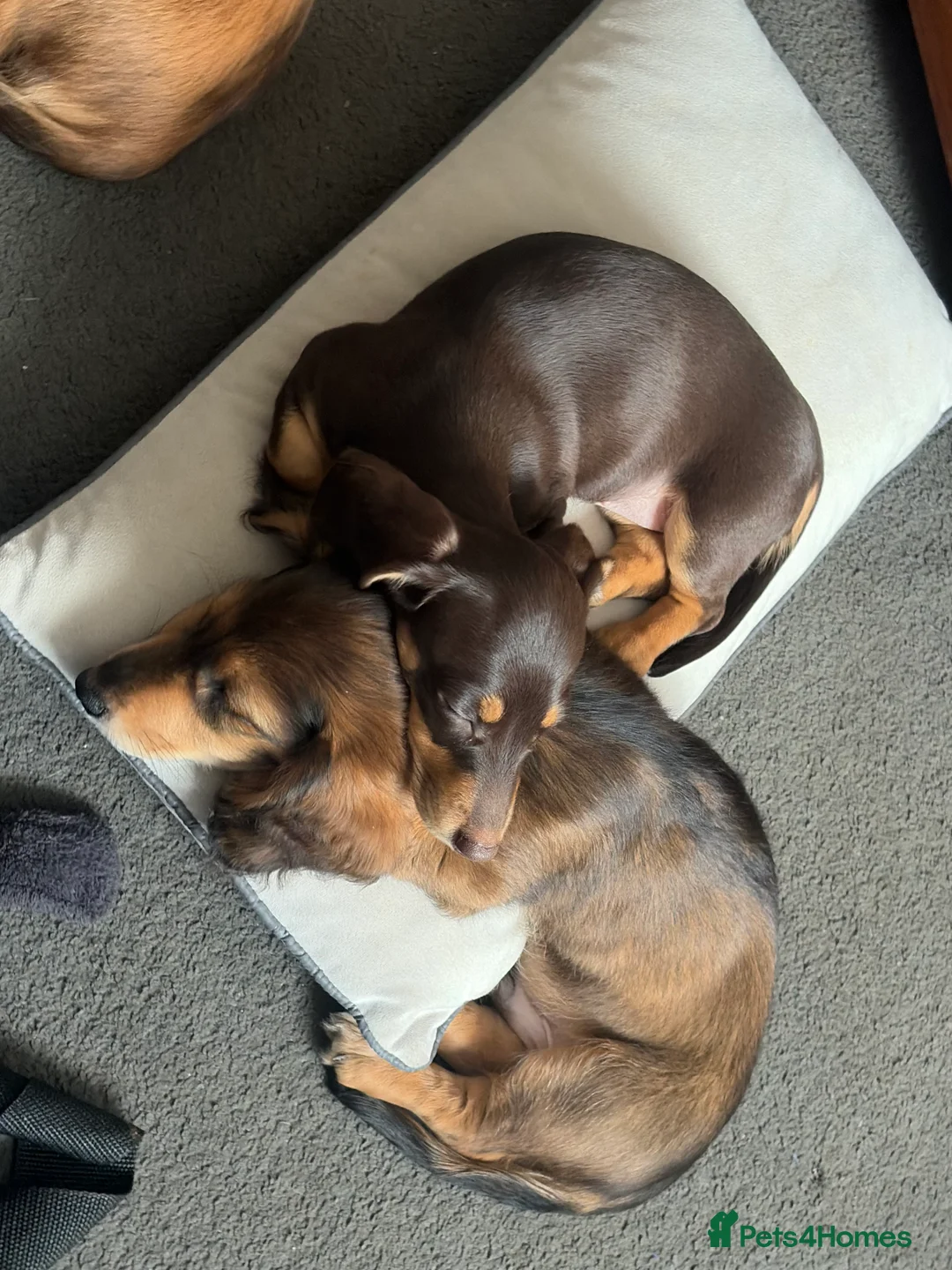 Miniature Dachshund dogs for sale: Miniature dachshund - Advert 1