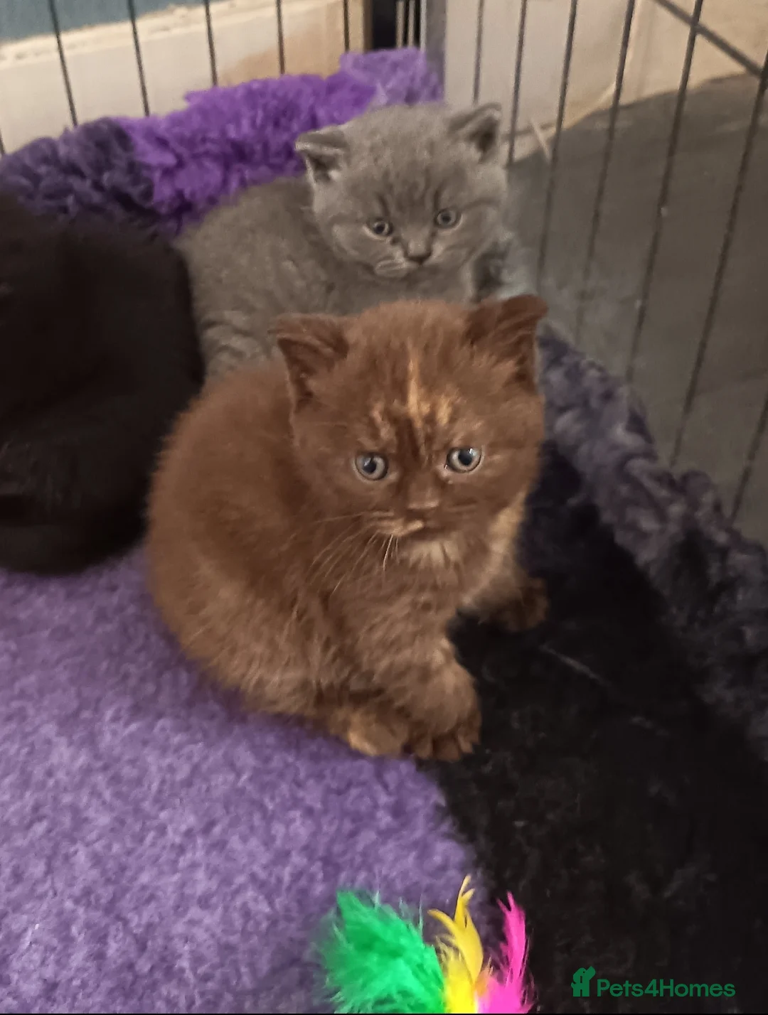 British Shorthair cats for sale: *Beautiful BSH Mixed Litter*DNA Tested Parents* - Advert 2