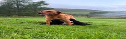 Labrador Retriever dogs for sale: Beautiful Kennel Club Registered Labradors Puppies in Brechin - Advert 5