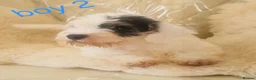 Sealyham Terrier dogs for sale: 🐕🐕 4 adorable sealyham terrier puppies 🐕🐕 - Advert 5