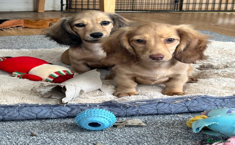 Miniature Dachshund dogs - Advert 10