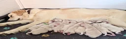 Golden Retriever dogs for sale: Champion line puppies 🏆 - Advert 4