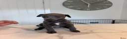 Whippet dogs for sale: KC Whippet Puppies  in Chesterfield - Advert 19