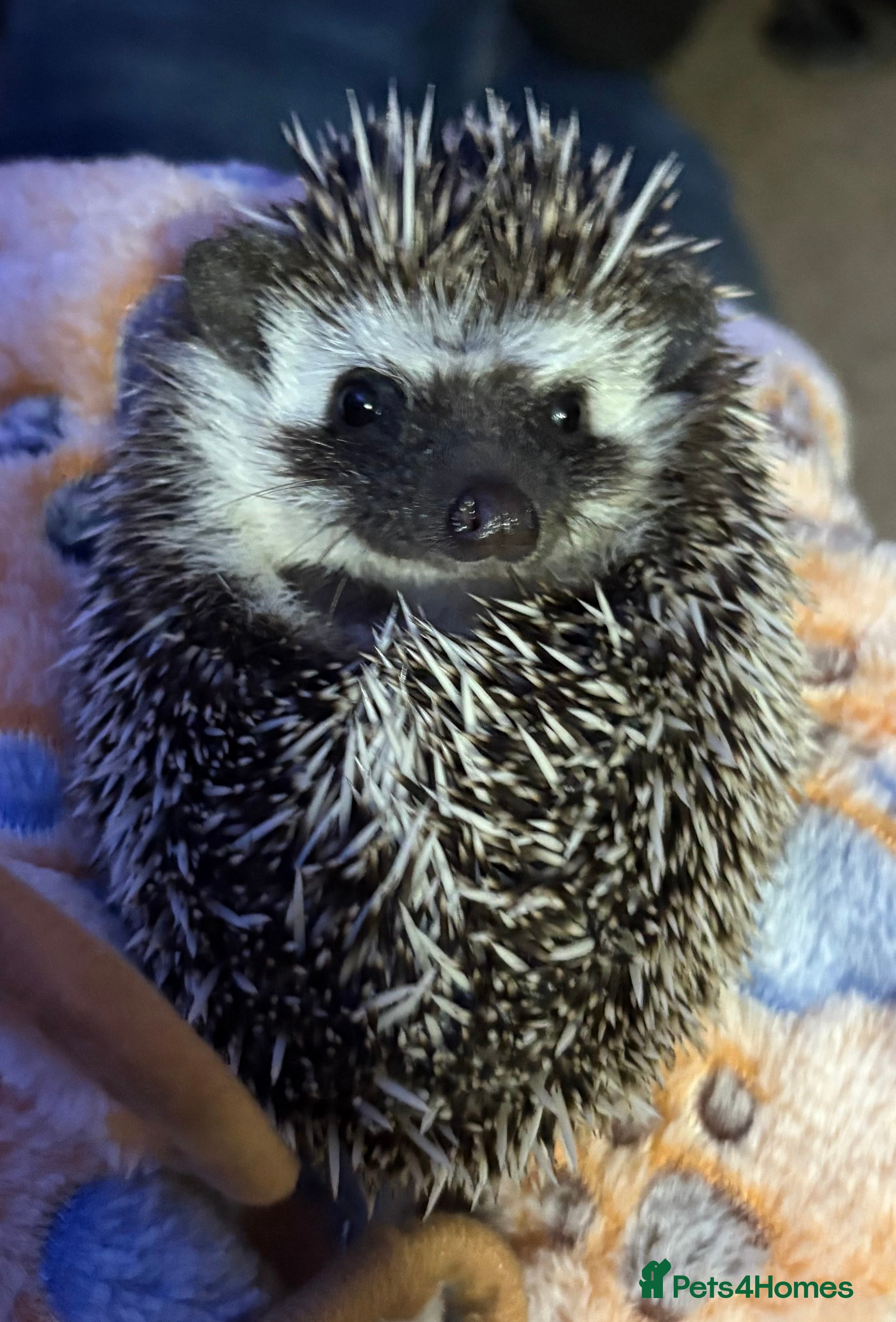 Pygmy Hedgehog rodents Female Pygmy Hedgehog - Advert 9