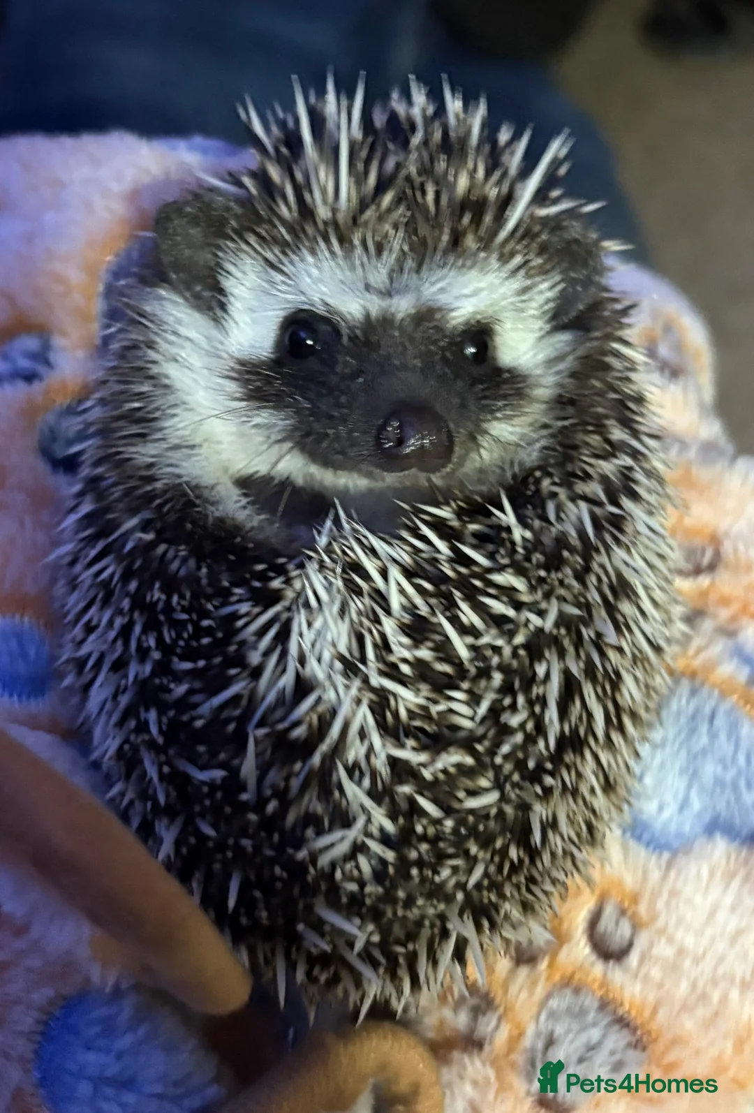 Pygmy Hedgehog rodents for sale: Female Pygmy Hedgehog - Advert 1