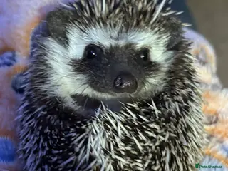 Pygmy Hedgehog rodents Female Pygmy Hedgehog - Advert 4