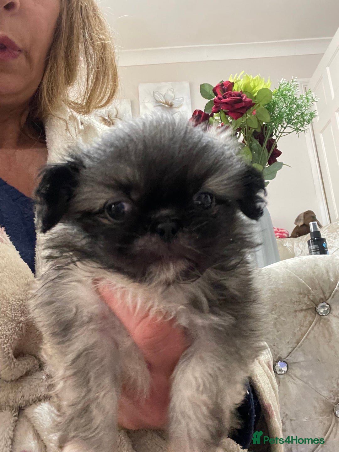 Pekingese dogs for sale: Top Quality Pekingese puppies  in Rugby - Image 15
