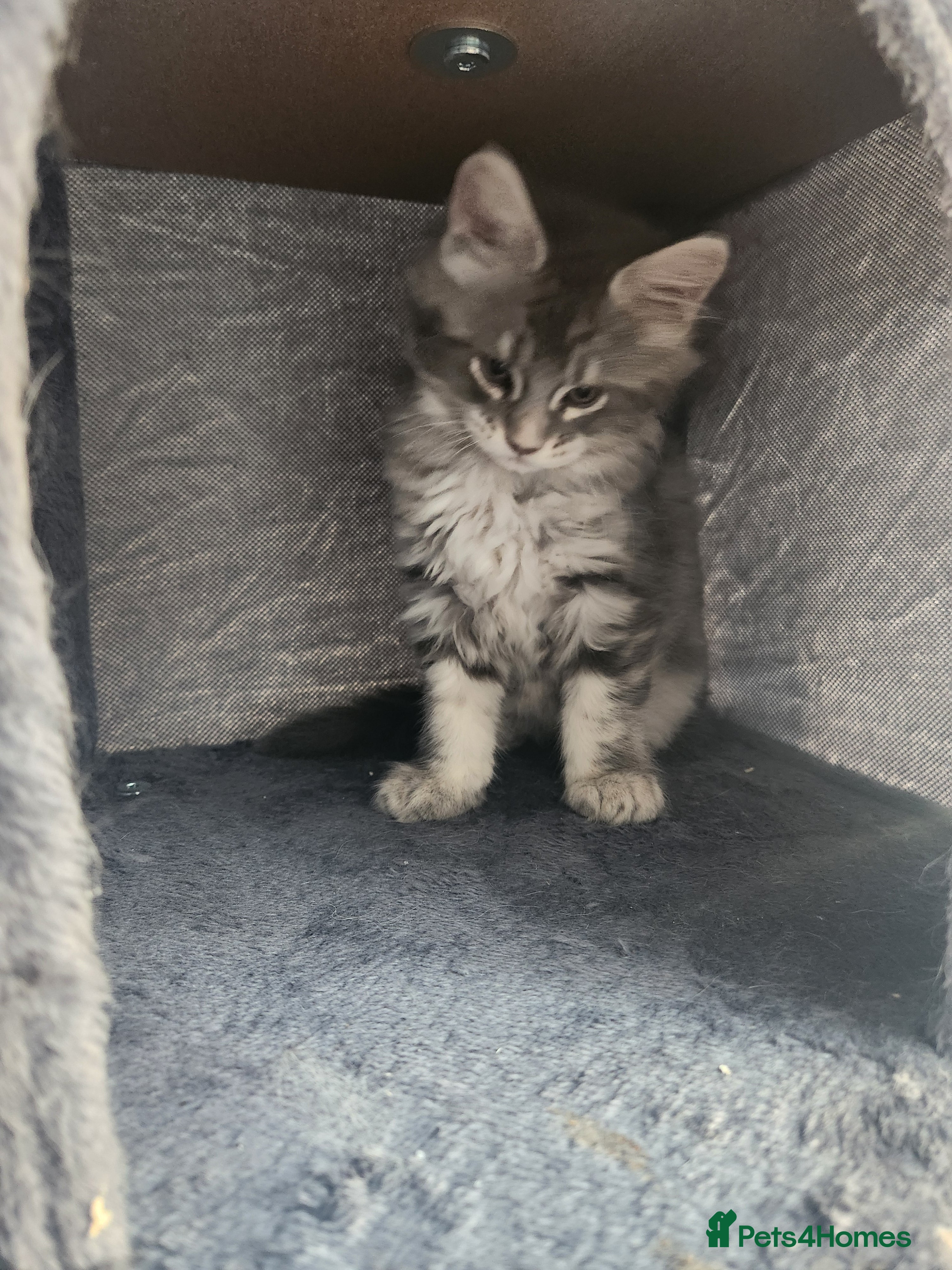 Maine Coon cats Maine coon kittens ready now pick up today  - Advert 16