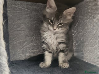 Maine Coon cats Maine coon kittens ready now pick up today - Advert 16