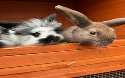 Mixed Breed rabbits for sale: Litter of rabbits - English spot cross lion head - Image 2