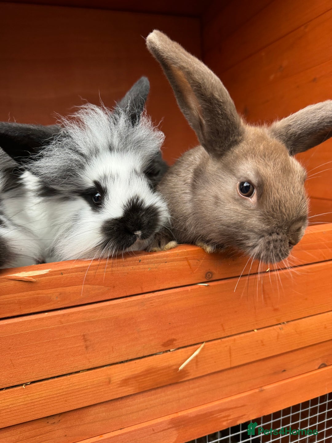 Mixed Breed rabbits for sale: Litter of rabbits - English spot cross lion head - Image 2