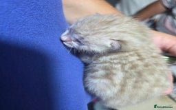 Bengal cats for sale: 2 stunning bengal kittens - Image 12