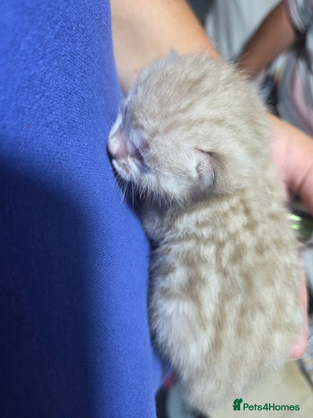 Bengal cats for sale: 2 stunning bengal kittens - Image 12