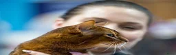 Abyssinian cats for sale: Champion line  - Advert 27