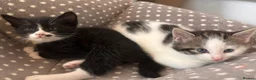 Mixed Breed cats for sale: Tuxedo with beauty spot 😍🐱 - Advert 11