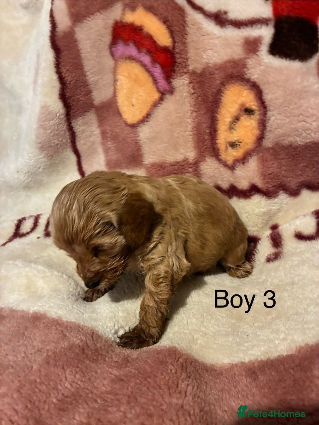 Cockapoo dogs for sale: Cockapoo puppy’s  - Advert 11