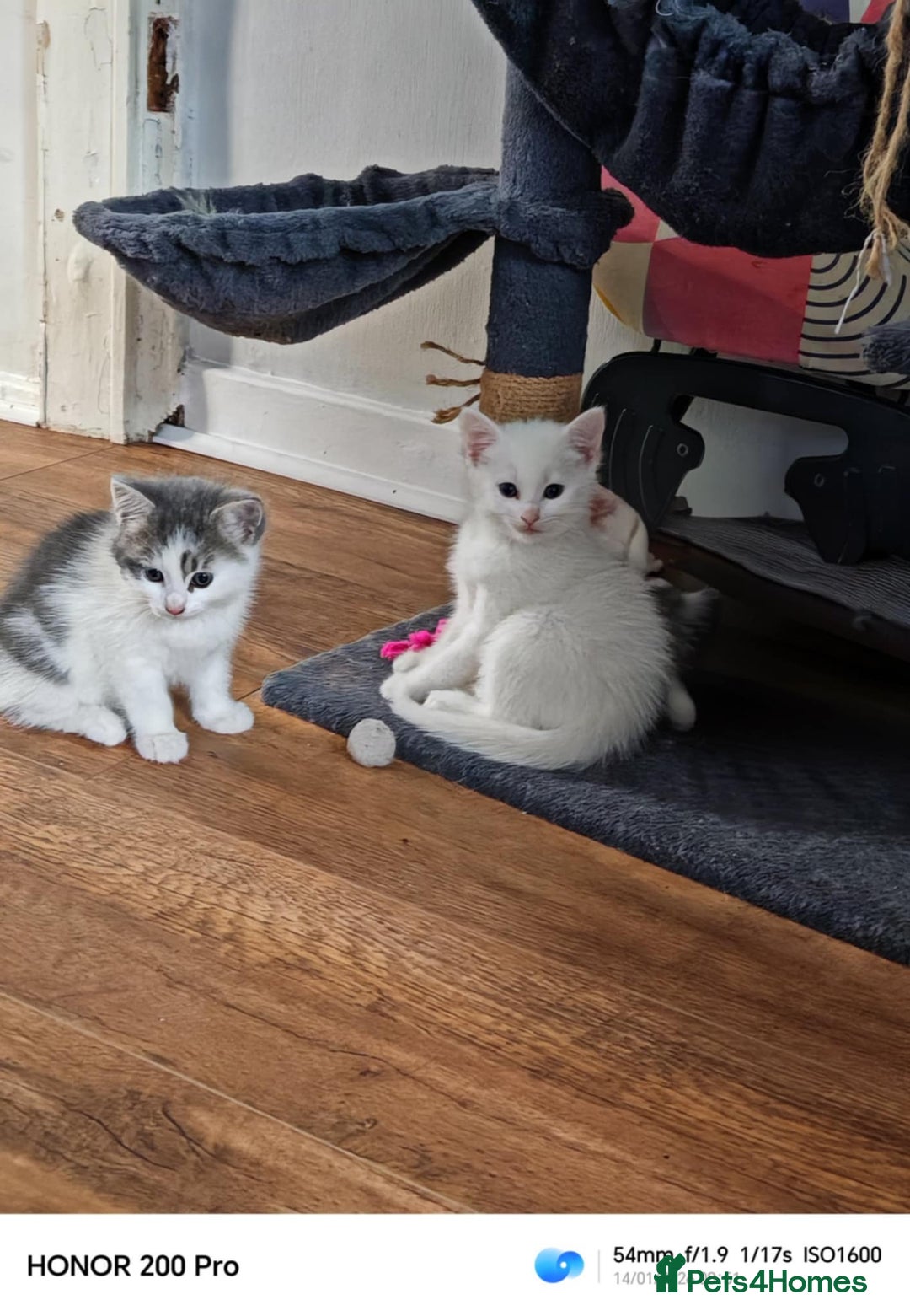 Khao Manee cats for sale: Beautiful kittens (ready to leave 9.02.2026) - Advert 11