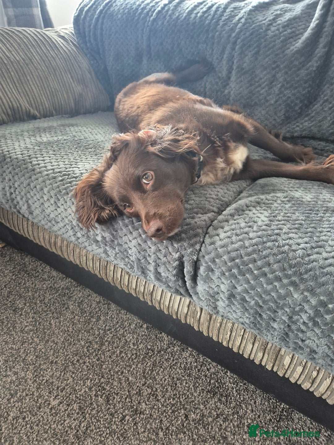 Cocker Spaniel dogs for sale: Female cocker spaniel  - Image 3