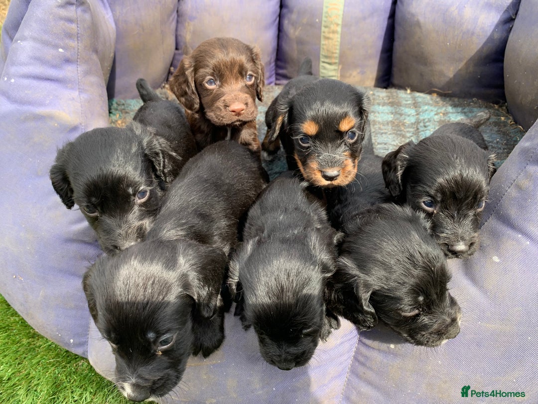 Cocker Spaniel dogs for sale: Cocker spaniel puppies x5 available 🏡  - Image 5