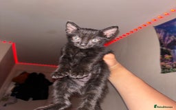 Domestic Shorthair cats for sale: Kittens Available  - Image 4