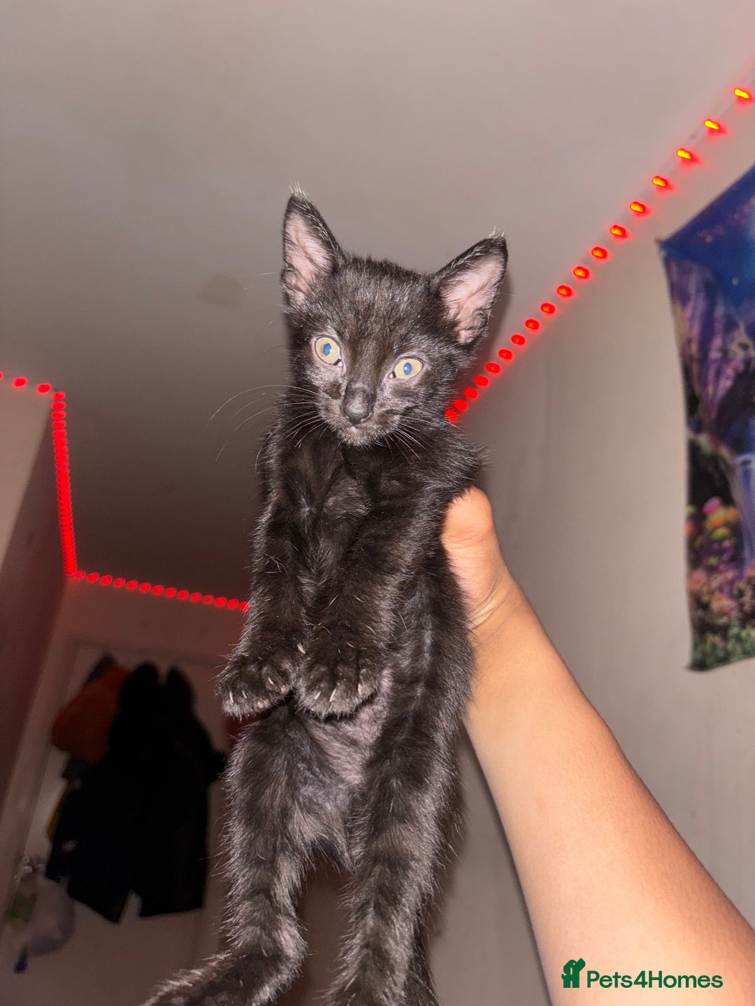 Domestic Shorthair cats for sale: Kittens Available  - Image 4