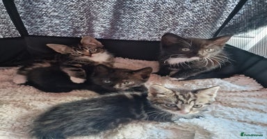 Mixed Breed cats - Advert 14