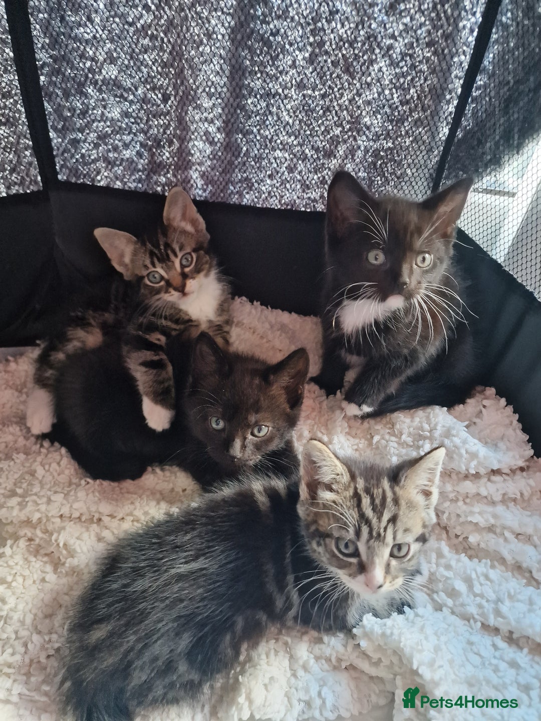 Mixed Breed cats for sale: 2 kittens for sale. A beautiful boy and a girl - Image 3