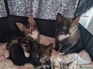 Mixed Breed cats - Advert 28