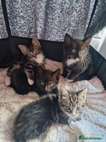 Mixed Breed cats - Advert 8