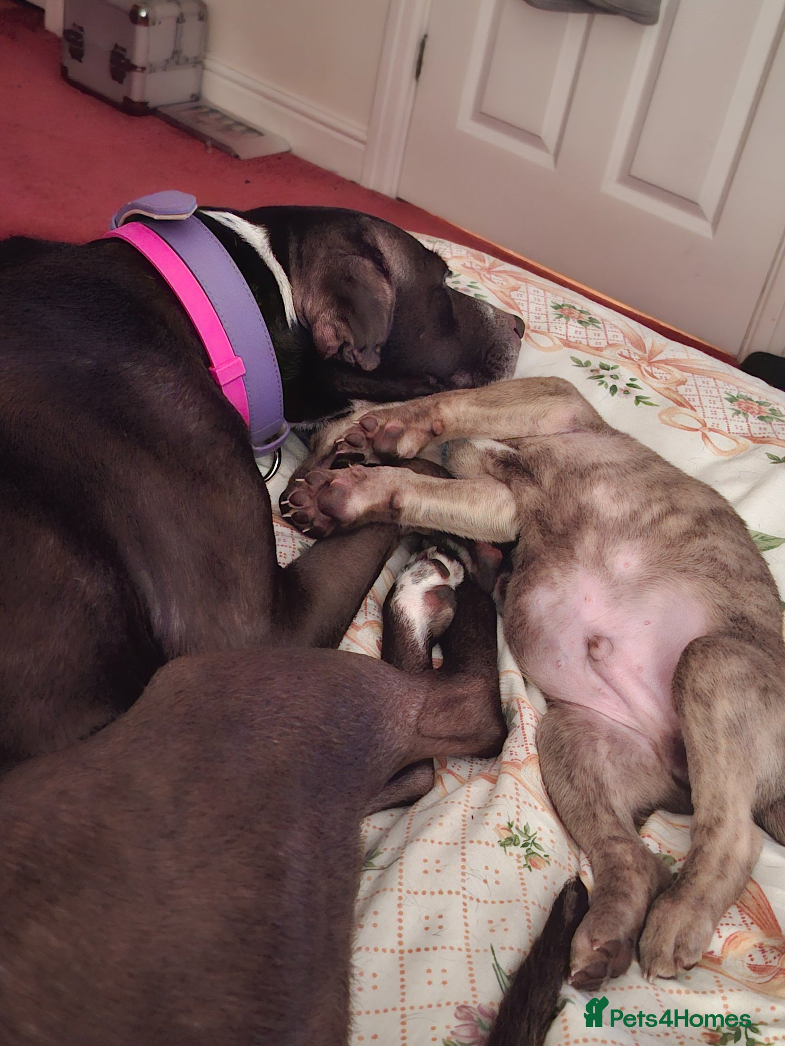 Mixed Breed dogs 3 gorgeous pups - Advert 1