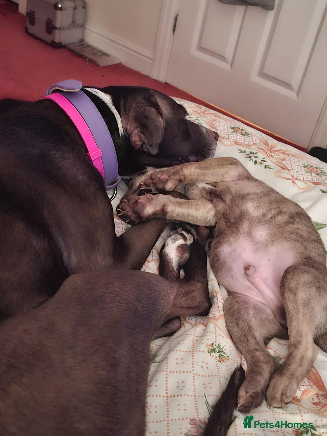 Mixed Breed dogs for sale: 3 gorgeous pups - Advert 1