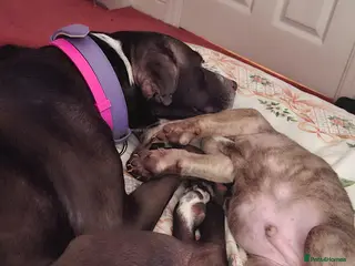 Mixed Breed dogs 3 gorgeous pups - Advert 1